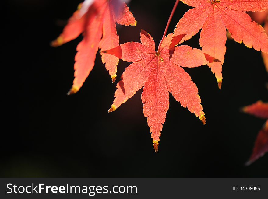 Red maple leaves of autumn arrival symbol. Red maple leaves of autumn arrival symbol