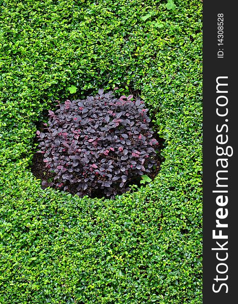 Purple Circle formed by Purple and Green Bushes