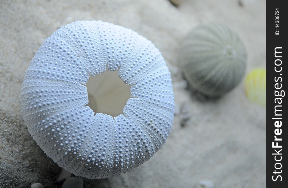 A beautiful white shell of Echinoidea