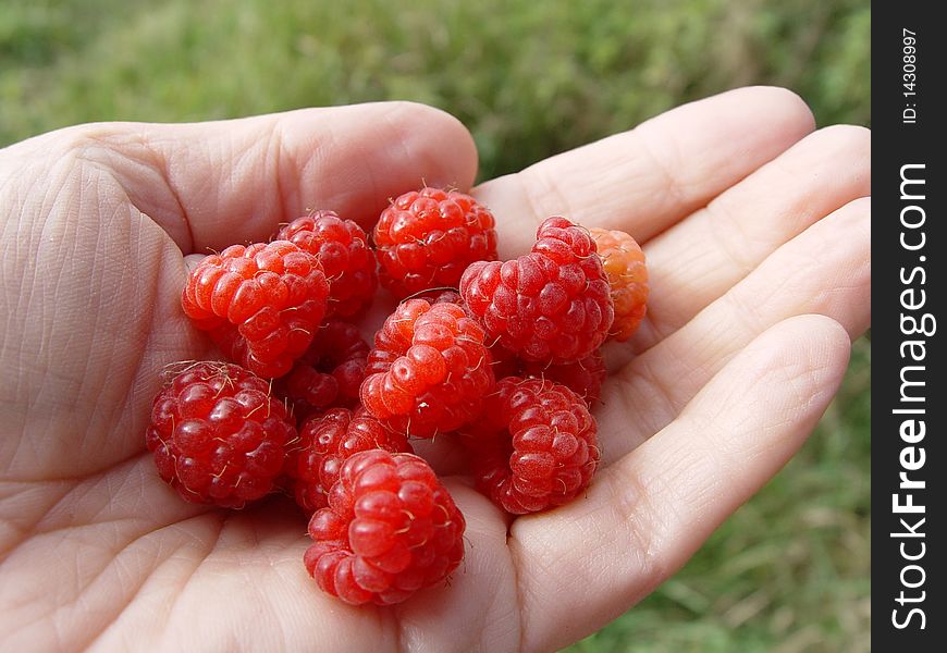 Red berries red raspberries, lying on the hand