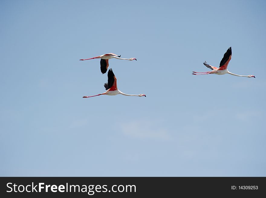 A group of three flamingos flys over the rice fields of the Ebro Delta, Spain. A group of three flamingos flys over the rice fields of the Ebro Delta, Spain.