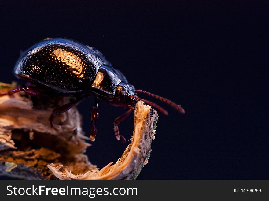 Macro view of a dung beetle on a piece of wood.