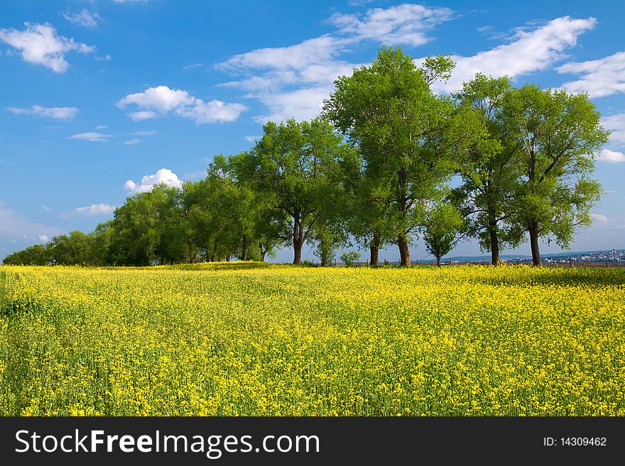 Trees and field with rape and blue sky