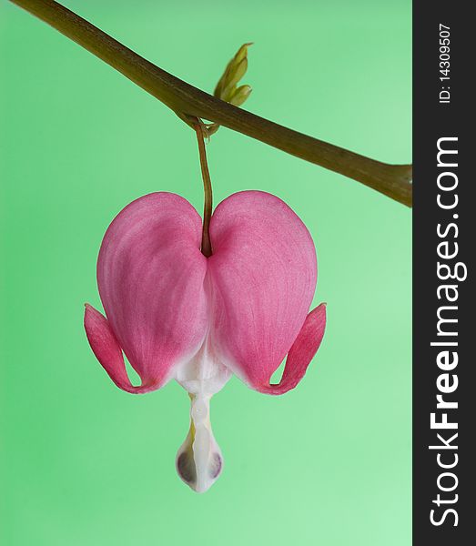 Bleeding heart flower on green background