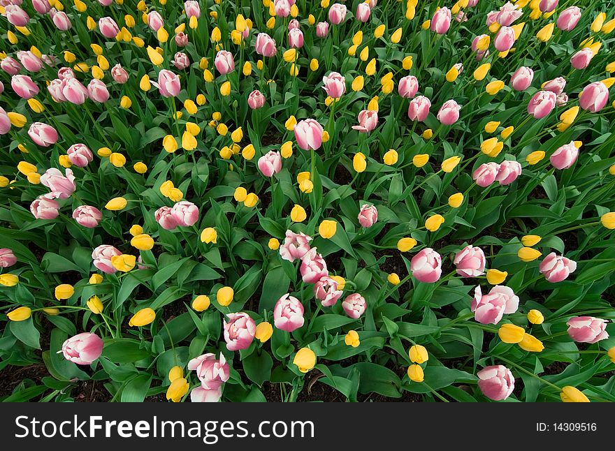 Field of yellow and pink and white tulips. Field of yellow and pink and white tulips