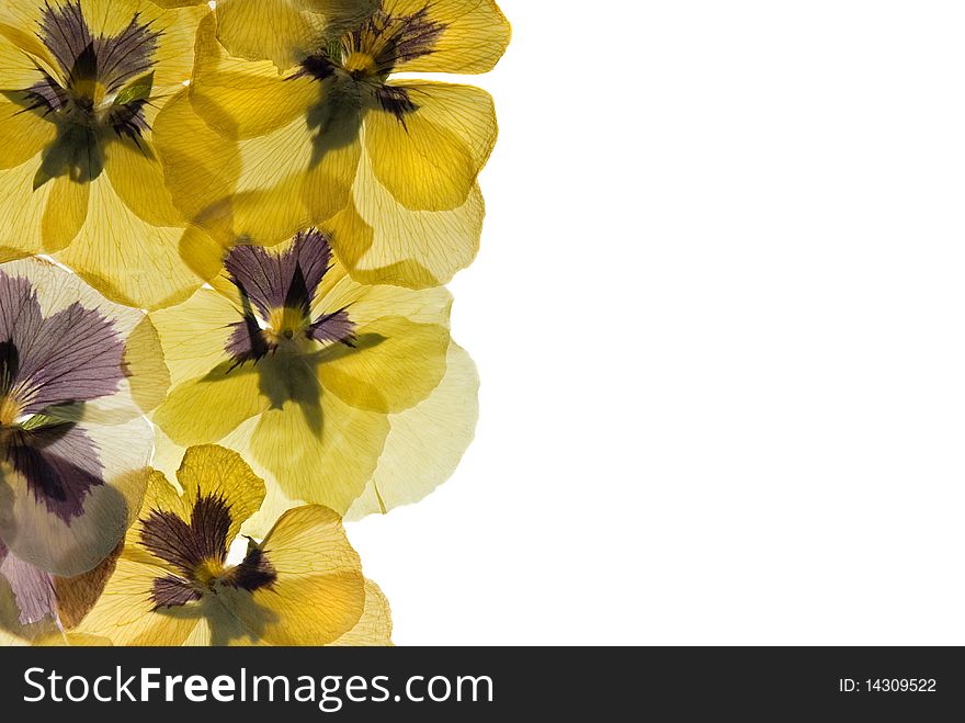Pressed pansies border isolated on white background. Pressed pansies border isolated on white background