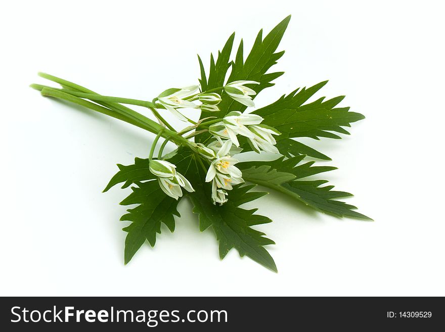 White flower on leaf isolated
