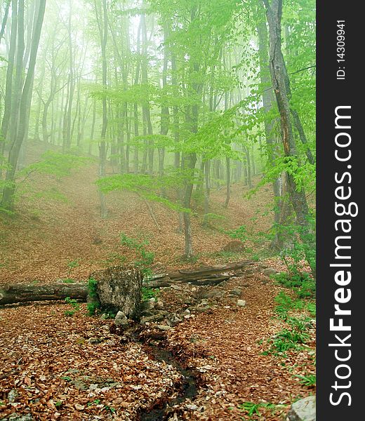 Spring forest and stream in fog. Spring forest and stream in fog