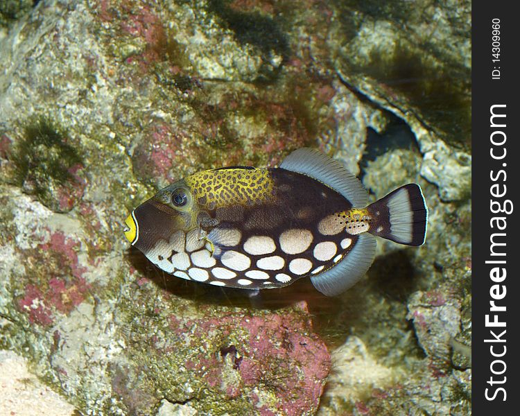 Colorful fish with coral background