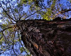 Looking Up Along Tree Trunk Stock Photography Looking Up Along Tree Trunk Stock Photography