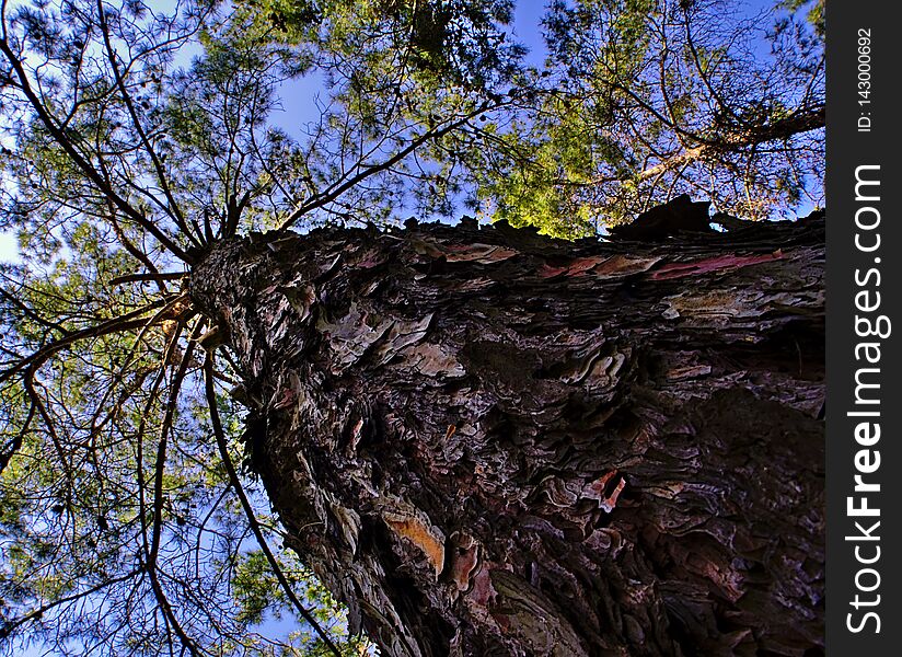 Looking up along tree trunk
