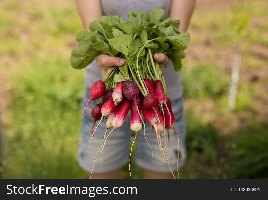 A fresh, spring, organic, red bunch of radishes with tops and green leaves. Fresh vegetables in hands. A fresh, spring, organic, red bunch of radishes with tops and green leaves. Fresh vegetables in hands.