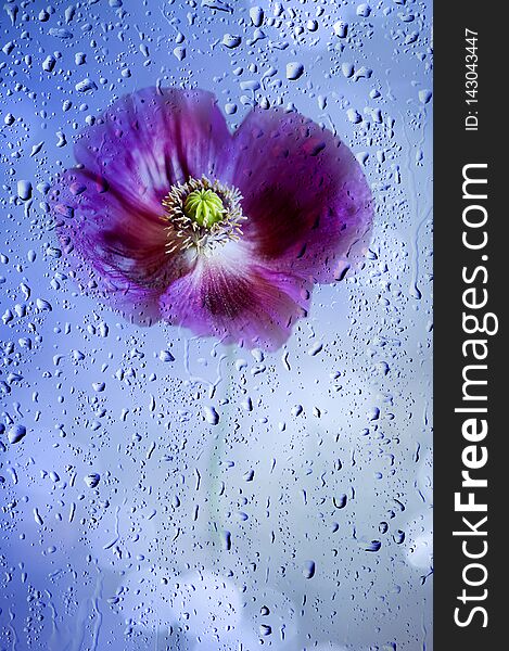 Poppy flower and light bokeh background with rain drops. Poppy flower and light bokeh background with rain drops