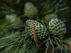 Young Pine Cones Growing At The Monarch Butterfly Preserve In Pacific Grove Stock Photo