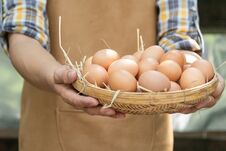 Young Smart Farmer Wear Plaid Long Sleeve Shirt Brown Apron Are Holding Fresh Chicken Eggs Into Basket At A Chicken Farm In Him Ho Royalty Free Stock Image Young Smart Farmer Wear Plaid Long Sleeve Shirt Brown Apron Are Holding Fresh Chicken Eggs Into Basket At A Chicken Farm In Him Ho Royalty Free Stock Image
