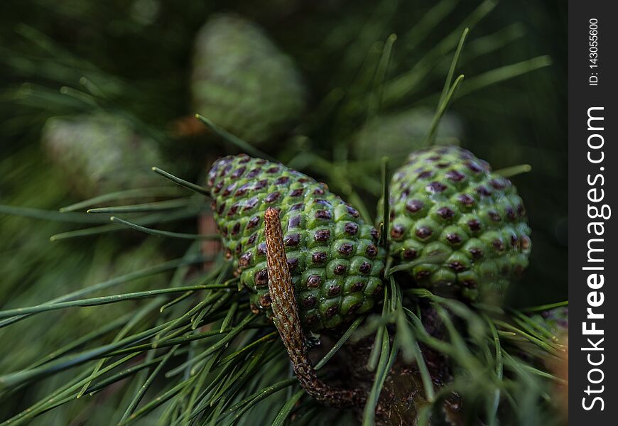 Young Pine cones growing at the Monarch Butterfly Preserve in Pacific Grove