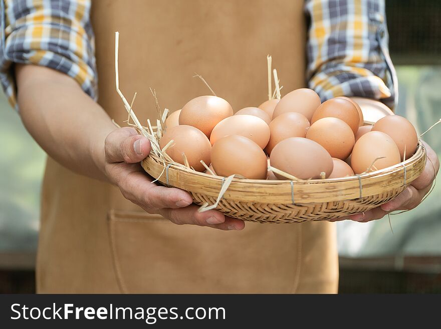 Young smart farmer wear plaid long sleeve shirt brown apron are holding fresh chicken eggs into basket at a chicken farm in him ho