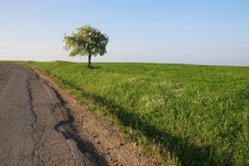 Lonely Blooming Tree At The Edge Of The Road. Stock Photography Lonely Blooming Tree At The Edge Of The Road. Stock Photography