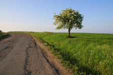 Lonely Tree At The Edge Of The Road. Royalty Free Stock Photo Lonely Tree At The Edge Of The Road. Royalty Free Stock Photo
