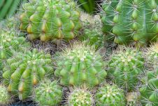 Cactus Royalty Free Stock Photos