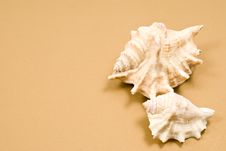 Seashells Royalty Free Stock Photo Seashells Royalty Free Stock Photo