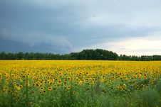 Yellow Field Royalty Free Stock Images Yellow Field Royalty Free Stock Images