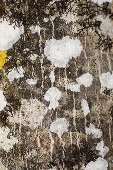 Dry Moss And Lichen Stock Photography