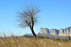 A Tree On Top Of Mountain Royalty Free Stock Images A Tree On Top Of Mountain Royalty Free Stock Images