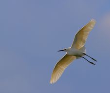 White Egret Egreta Garzetta In Flight Stock Photos White Egret Egreta Garzetta In Flight Stock Photos