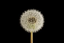 Dandelion Seed Head Clock Royalty Free Stock Photo Dandelion Seed Head Clock Royalty Free Stock Photo