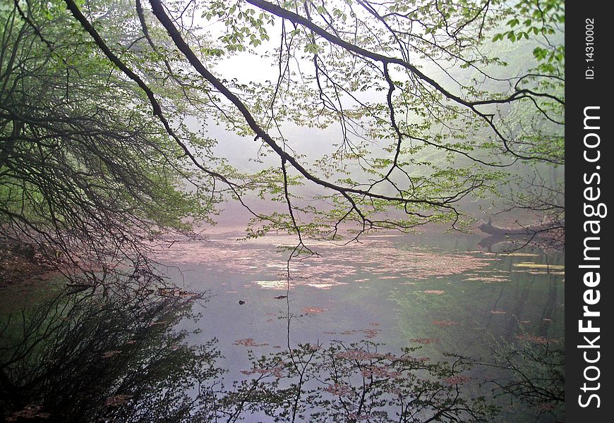 Forest lake in fog in spring. Forest lake in fog in spring