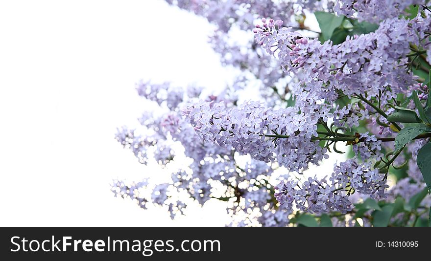 Blossom violet spring flowers isolated. Blossom violet spring flowers isolated