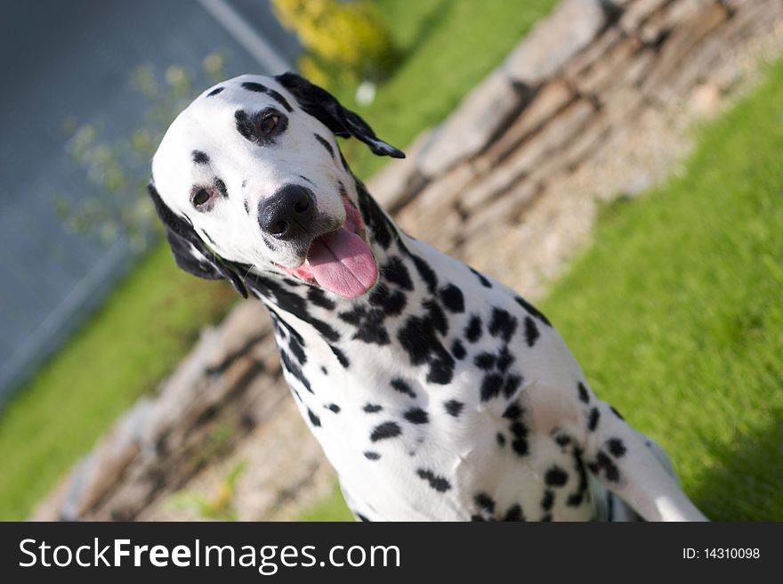 Dalmatian is sitting outside in the garden. Dalmatian is sitting outside in the garden