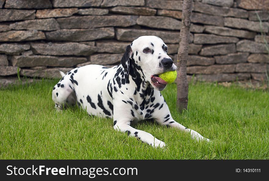 Dalmatian Playing With A Ball