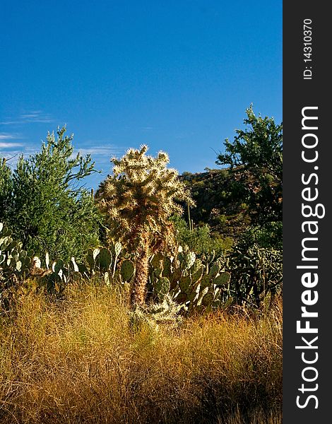 Cactus in national park desert
