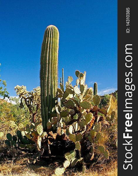 Cactus in national park desert