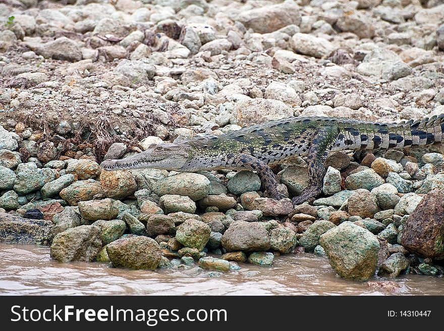 Crocodile crawling into the water in Panama