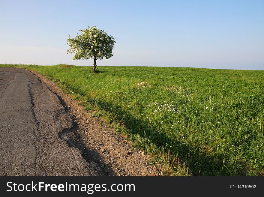 Lonely blooming tree at the edge of the road.