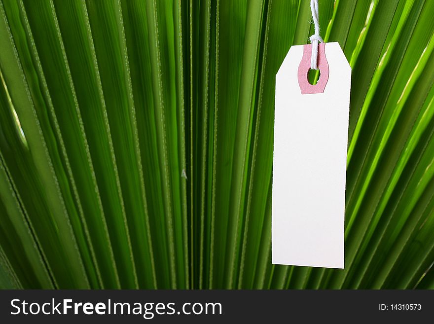 The branch of a palm tree as a background on which hangs a label. The branch of a palm tree as a background on which hangs a label.