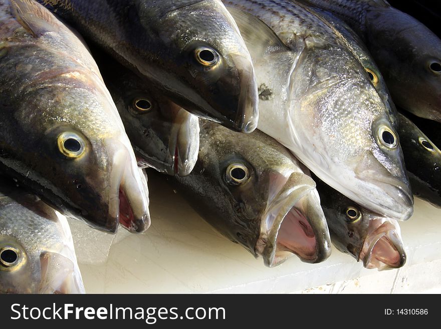 Close up view of heads of fish ready for cleaning after someone caught them.