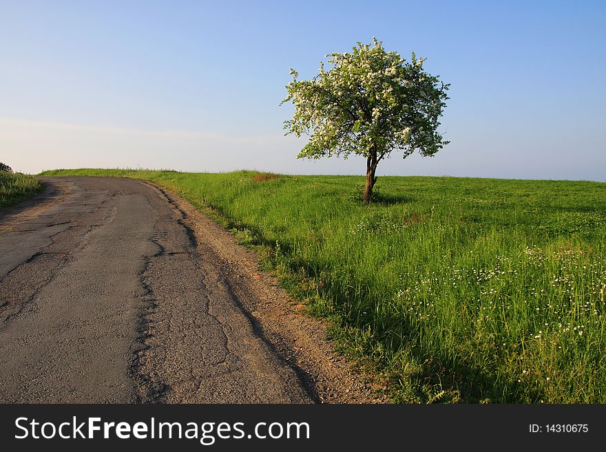 Lonely Tree At The Edge Of The Road.