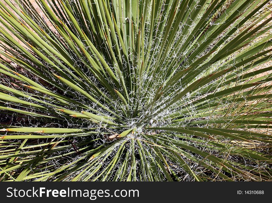 Close up view of a Yucca plant.