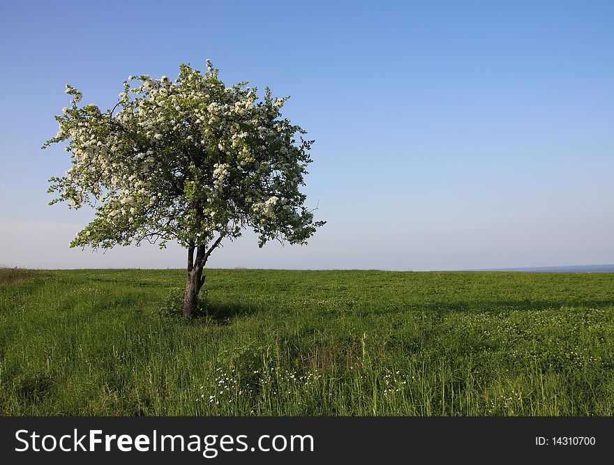 Lonely blooming tree in the meadow.