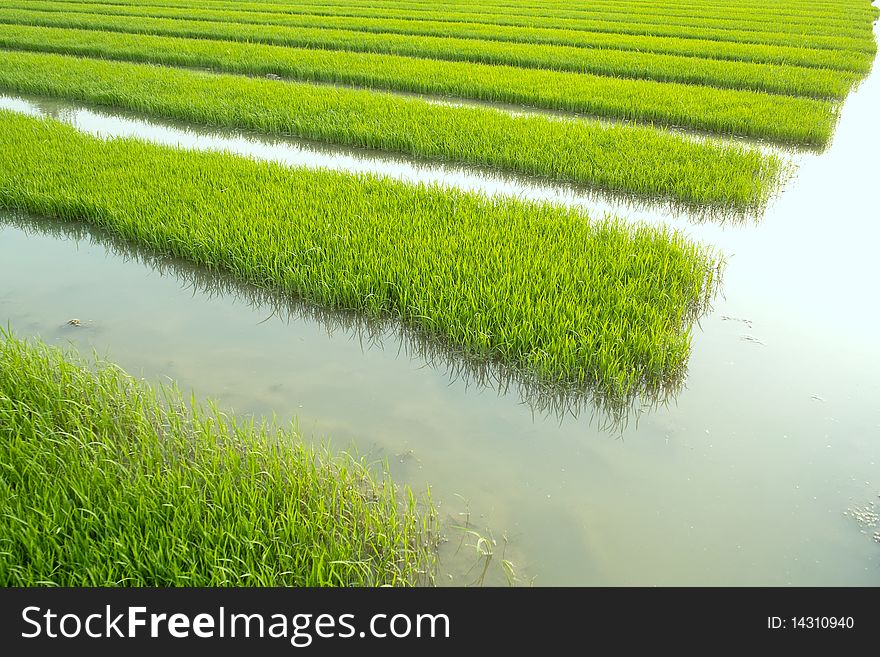Rice seedlings in spring, China
