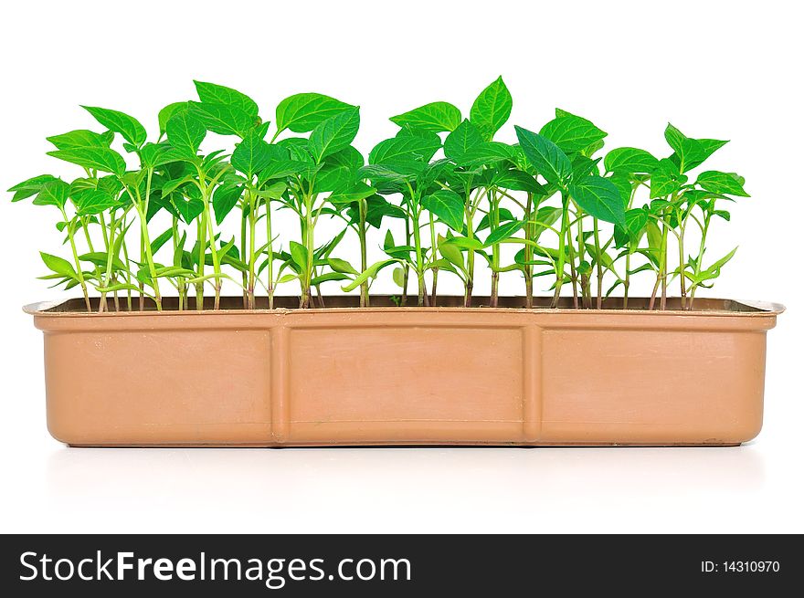 Garden pepper cress in tray isolated on white. Garden pepper cress in tray isolated on white.