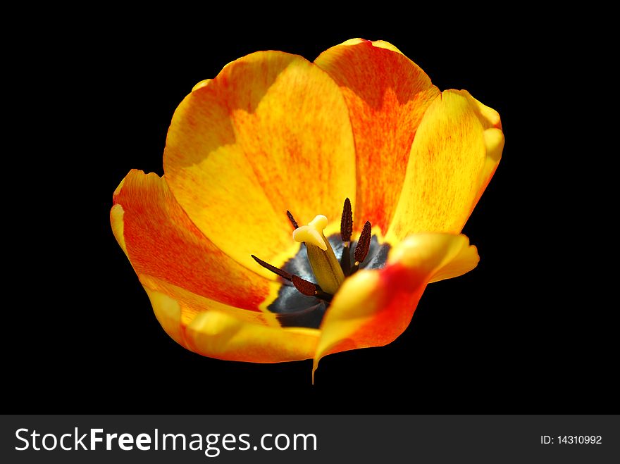 Orange tulip, grew at Kuldiga, Latvia.