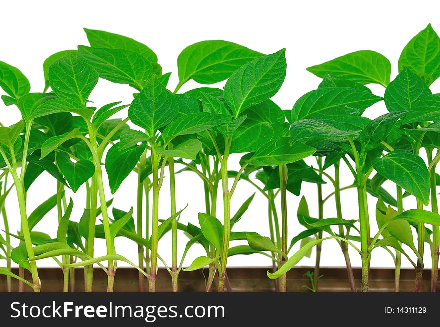 Seedlings pepper