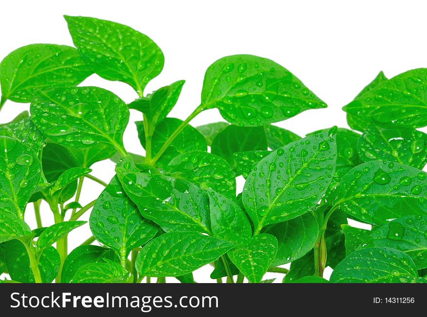 Garden pepper cress in tray isolated on white. Garden pepper cress in tray isolated on white.