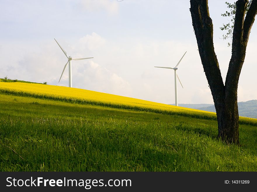 Windmill And Rape Field