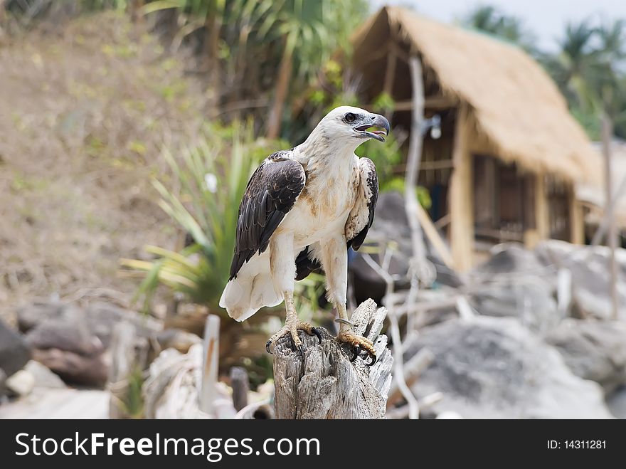 Bird of prey against a hut